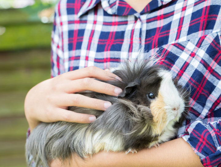 Bethel Small Animal Veterinarian